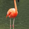 Flamingo im Zoo