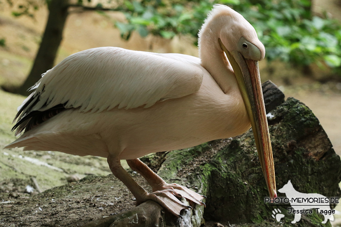 Pelikan im Wildpark