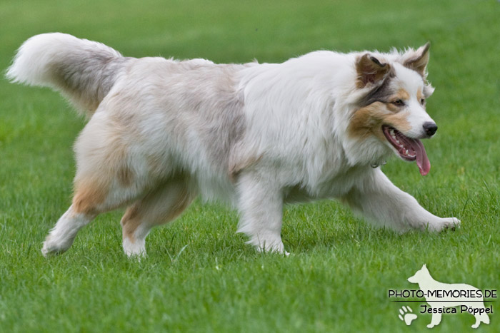 Australian Shepherd in Action