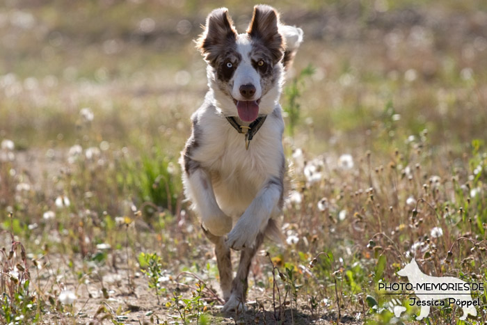 Australian Shepherd in Action