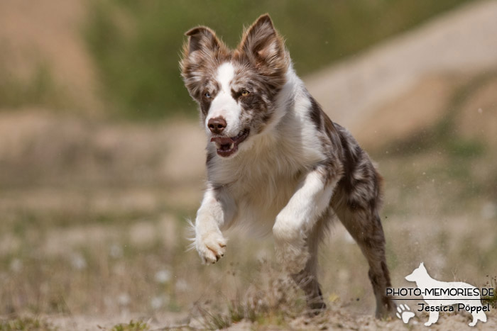 Australian Shepherd in Action