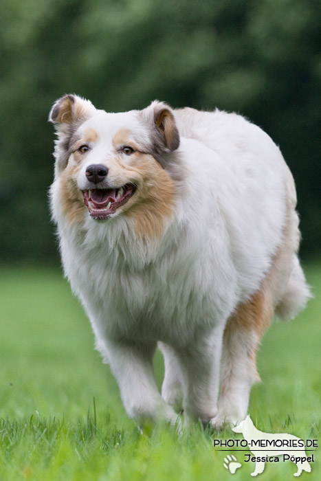 Australian Shepherd in Action