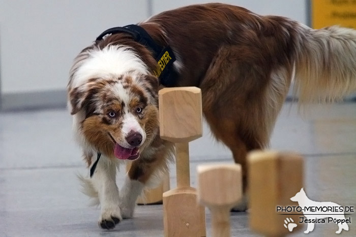 Hundeolympiade auf der HanseTier 2010