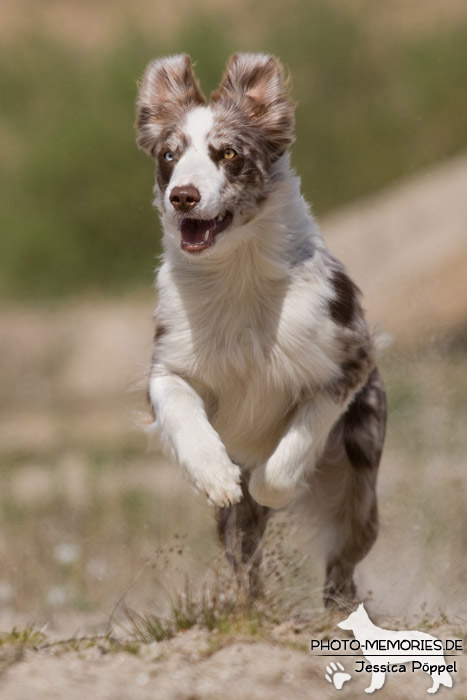 Australian Shepherd in Action