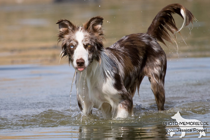 Australian Shepherd iim Wasser