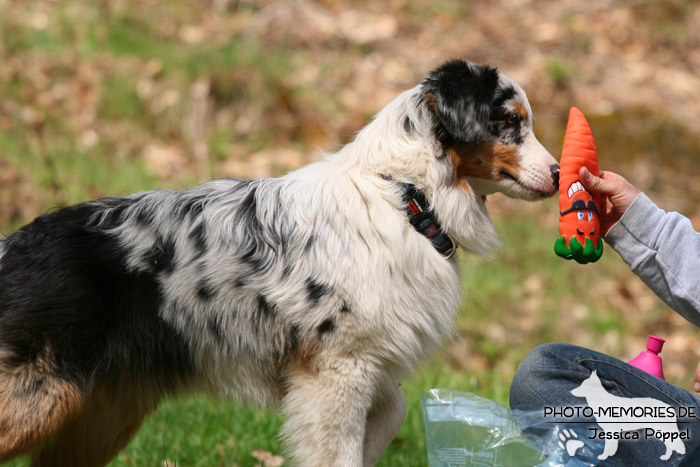 In der Hundeschule