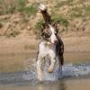 Australian Shepherd im Wasser