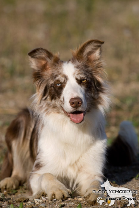 Australian Shepherd im Liegen