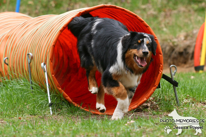 Durchlaufen eines Agility-Tunnels