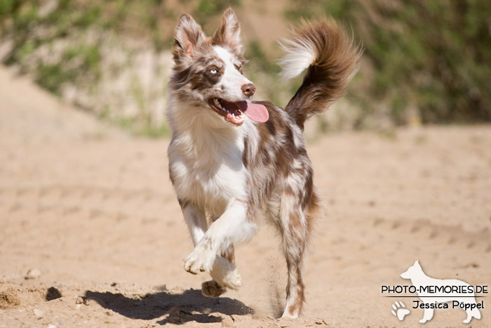 Australian Shepherd in Action