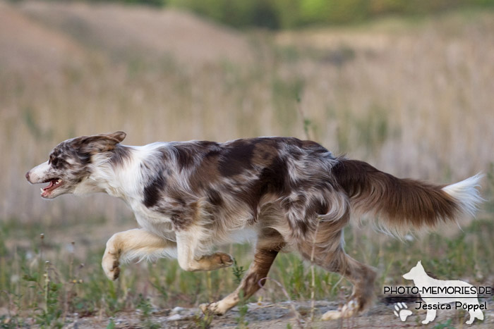 Australian Shepherd in Action