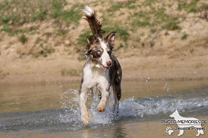 Australian Shepherd im Wasser