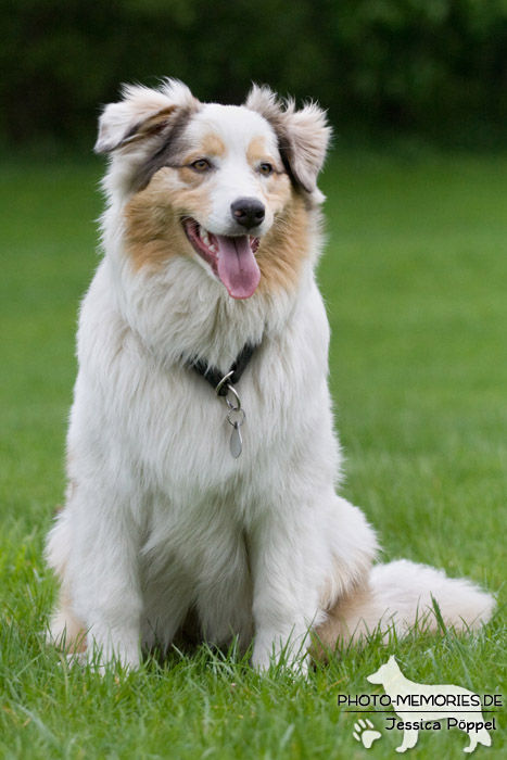 Australian Shepherd im Sitzen