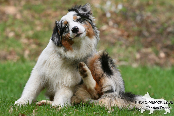 Junger Australian Shepherd