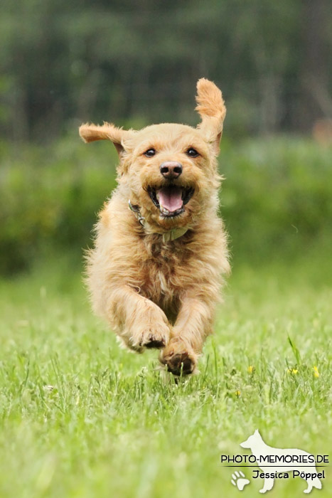 Basset Fauve de Bretagne im Action