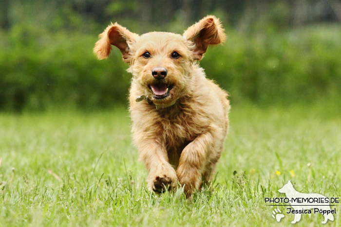 Basset Fauve de Bretagne im Action