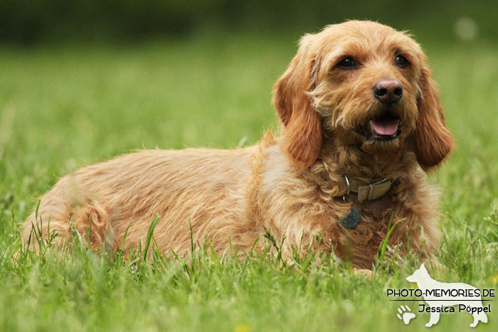 Basset Fauve de Bretagne im Liegen