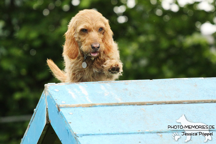 Basset Fauve de Bretagne auf der Agility-Wand