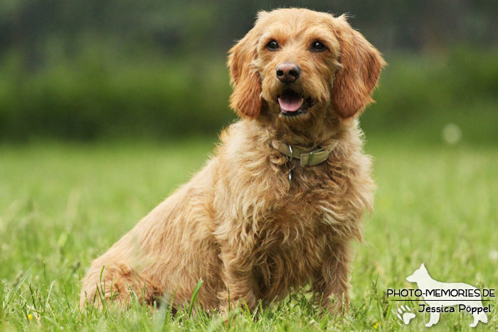 Basset Fauve de Bretagne im Sitzen