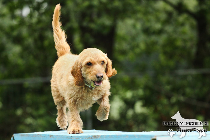 Basset Fauve de Bretagne auf dem Agility-Steg