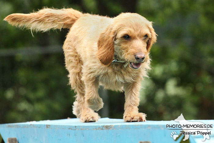 Basset Fauve de Bretagne auf dem Agility-Steg