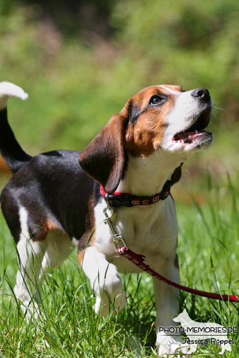 Beagle in der Hundeschule