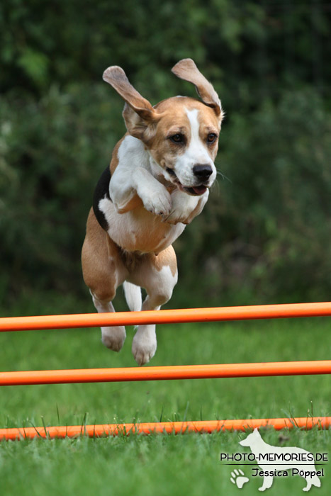 Beagle beim Agility im Sprung