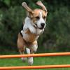 Beagle beim Agility im Sprung