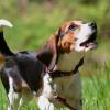 Beagle in der Hundeschule