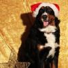 Berner Sennenhund an Weihnachten