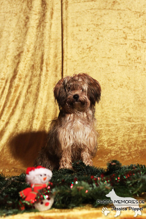 Bolonka Zwetna im Studio an Weihnachten