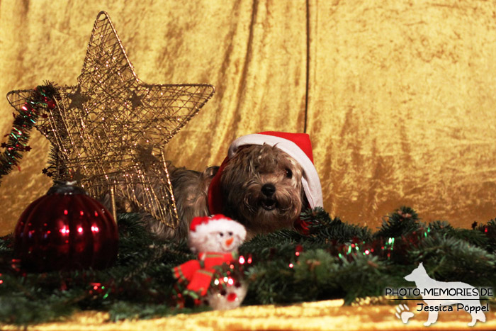 Bolonka Zwetna im Studio an Weihnachten