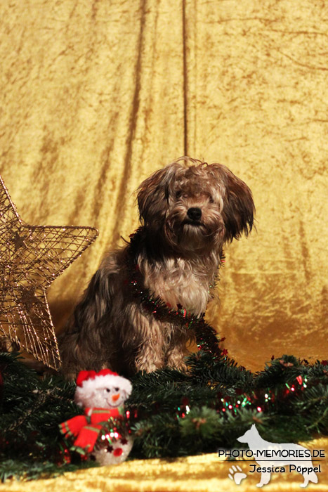 Bolonka Zwetna im Studio an Weihnachten