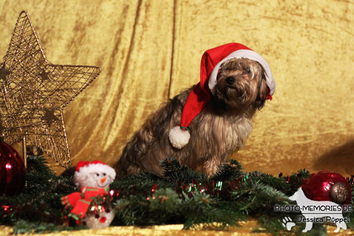 Bolonka Zwetna im Studio an Weihnachten