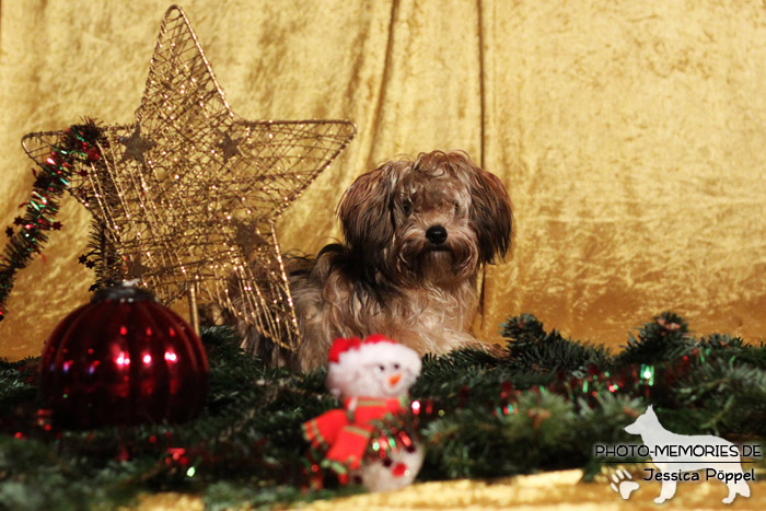 Bolonka Zwetna im Studio an Weihnachten