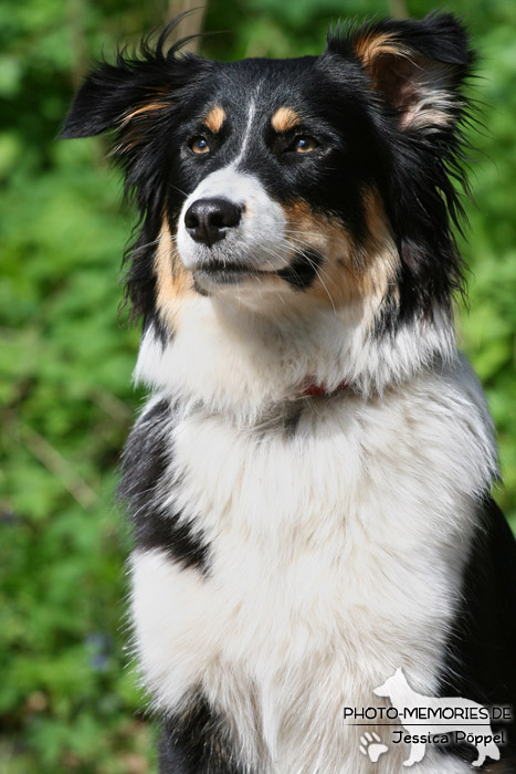 Border Collie im Sitzen