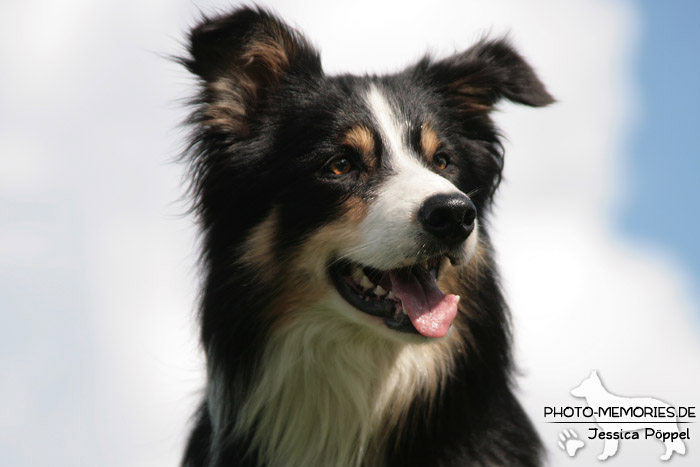 Border Collie im Portrait