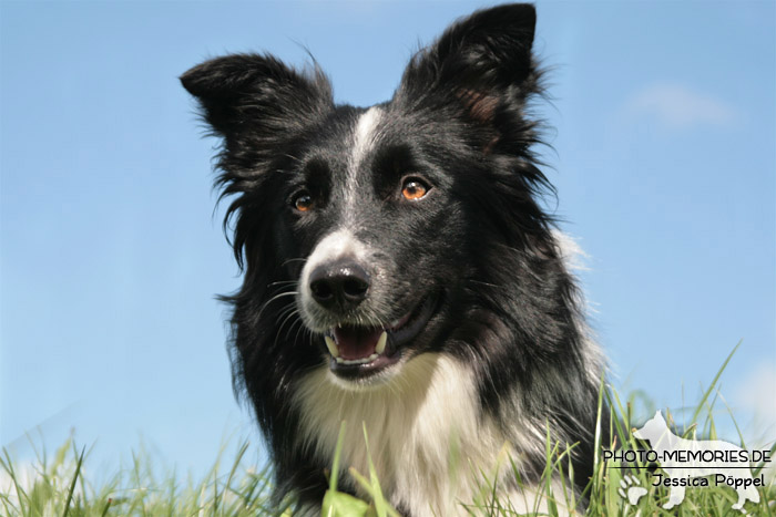 Border Collie im Portrait