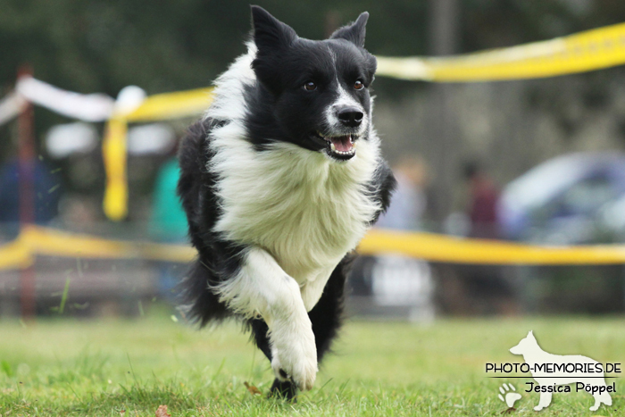 Border Collie beim Hunderennen