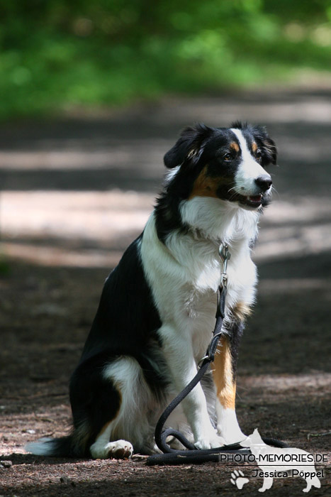 Border Collie in der Hundeschule