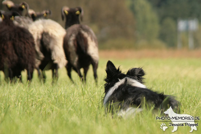  Border Collie beim Hüten von Schafen