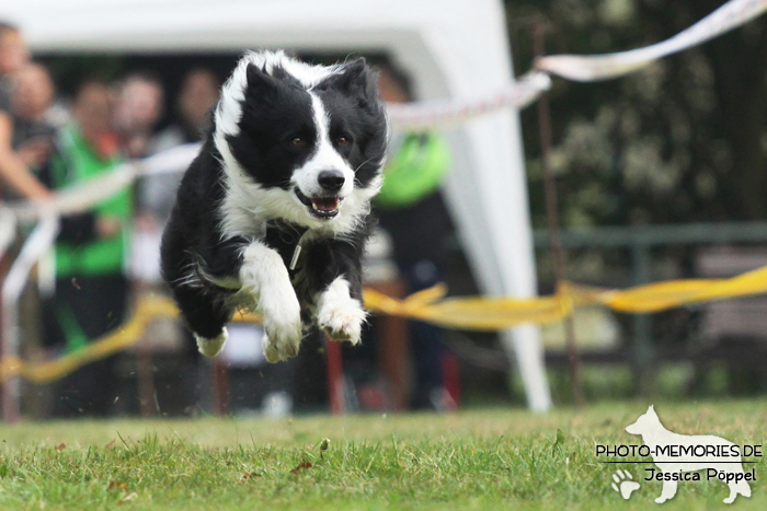 Border Collie beim Hunderennen