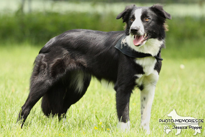 Border Collie im Stehen