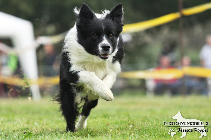 Border Collie beim Hunderennen