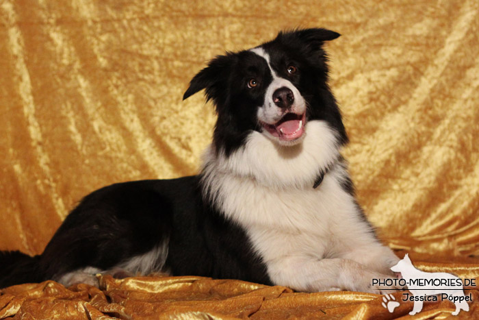 Border Collie im Studio