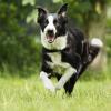 Border Collie in Action