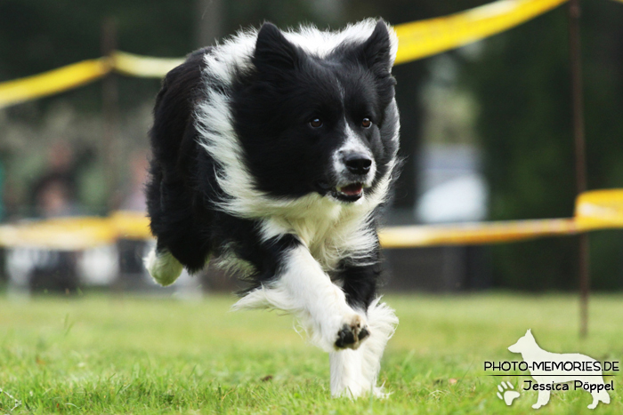 Border Collie beim Hunderennen