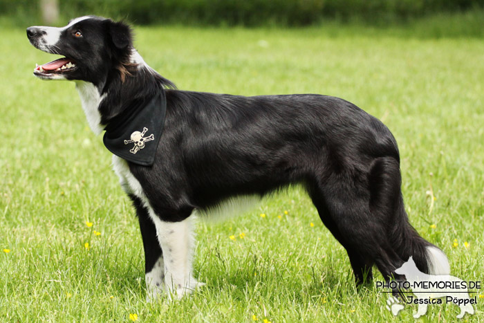 Border Collie im Stand