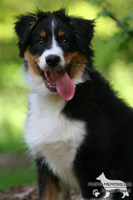 Border Collie - Welpe