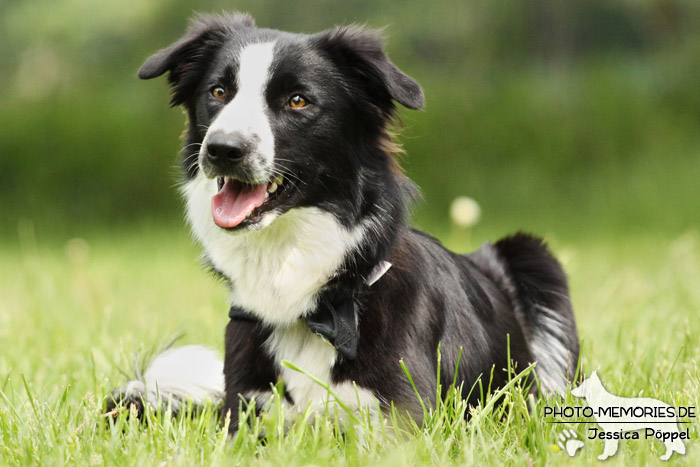 Border Collie im Liegen